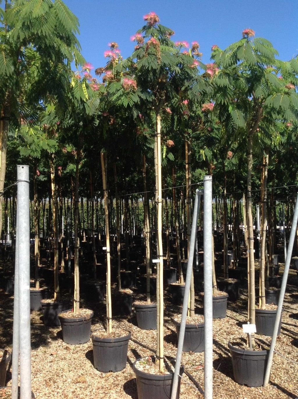 Arbore de matase  "Ombrella" 3.00 - 3.50 m / Albizia julibrissin "Ombrella" / gradina-noastra