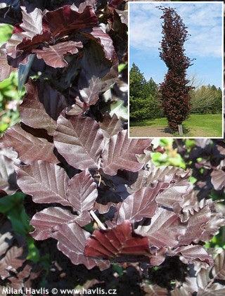 Fag columnar "Dawyck Purple" 1.20 - 1.50 m / Fagus sylvatica „Dawyck Purple” / gradina-noastra