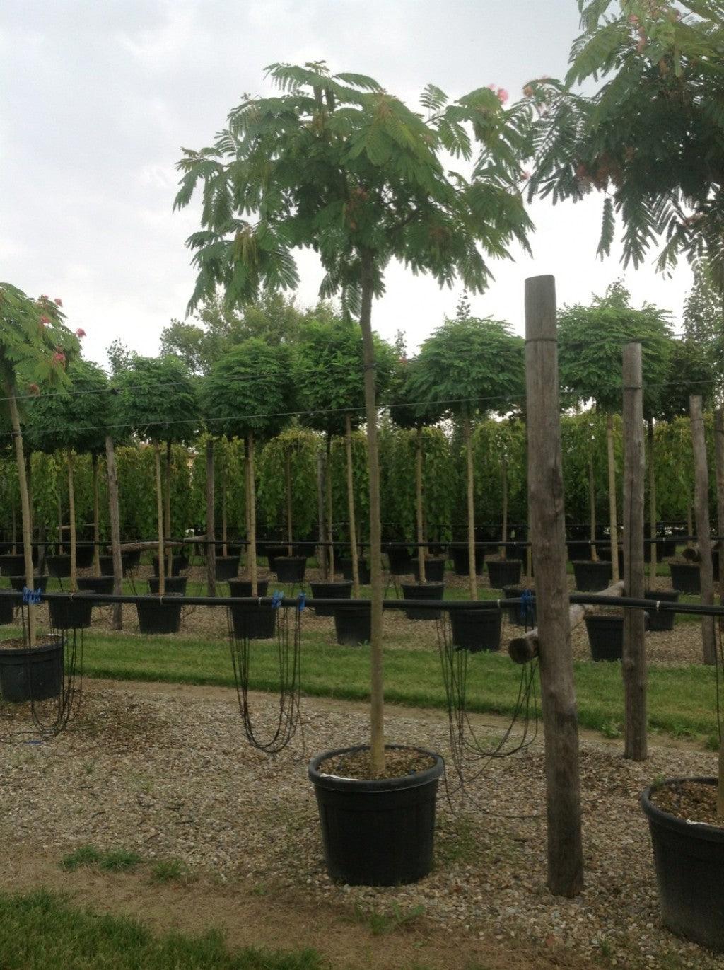 Arbore de matase  &quot;Ombrella&quot; 3.00 - 3.50 m / Albizia julibrissin &quot;Ombrella&quot; / gradina-noastra