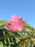 Arbore de matase  "Ombrella" 3.00 - 3.50 m / Albizia julibrissin "Ombrella" / gradina-noastra