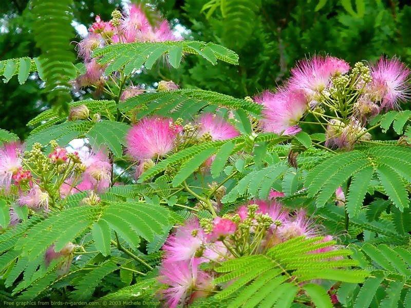 Arbore de matase  "Ombrella" 3.00 - 3.50 m / Albizia julibrissin "Ombrella" / gradina-noastra