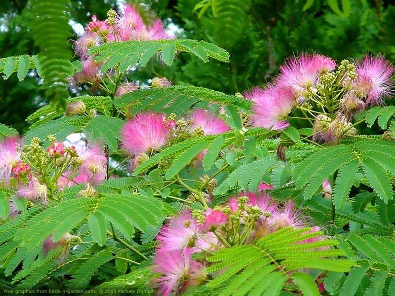 Arbore de matase  &quot;Ombrella&quot; 3.00 - 3.50 m / Albizia julibrissin &quot;Ombrella&quot; / gradina-noastra