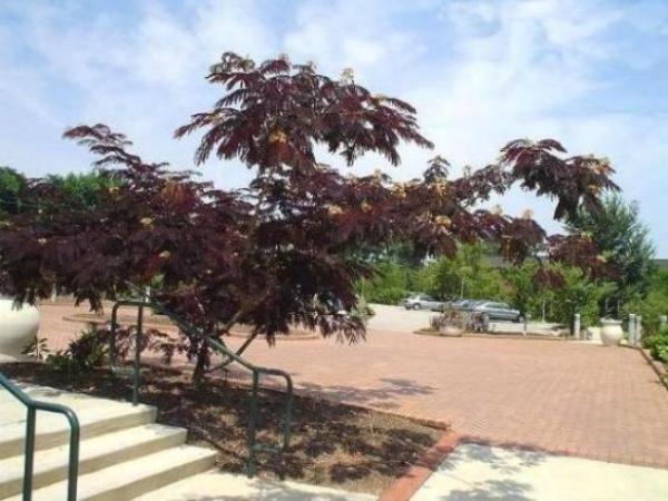 Arbore de matase rosu 3.00 m - 3.50 m / Albizia julibrissin Summer Chocolate / gradina-noastra