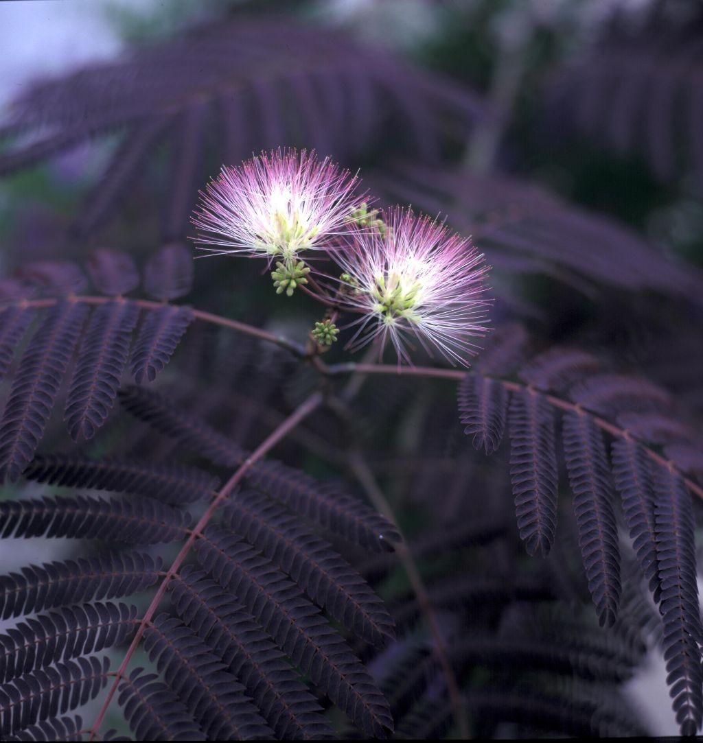 Arbore de matase rosu 3.00 m - 3.50 m / Albizia julibrissin Summer Chocolate / gradina-noastra