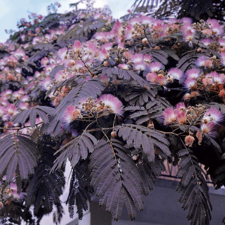 Arbore de matase rosu 3.00 m - 3.50 m / Albizia julibrissin Summer Chocolate / gradina-noastra