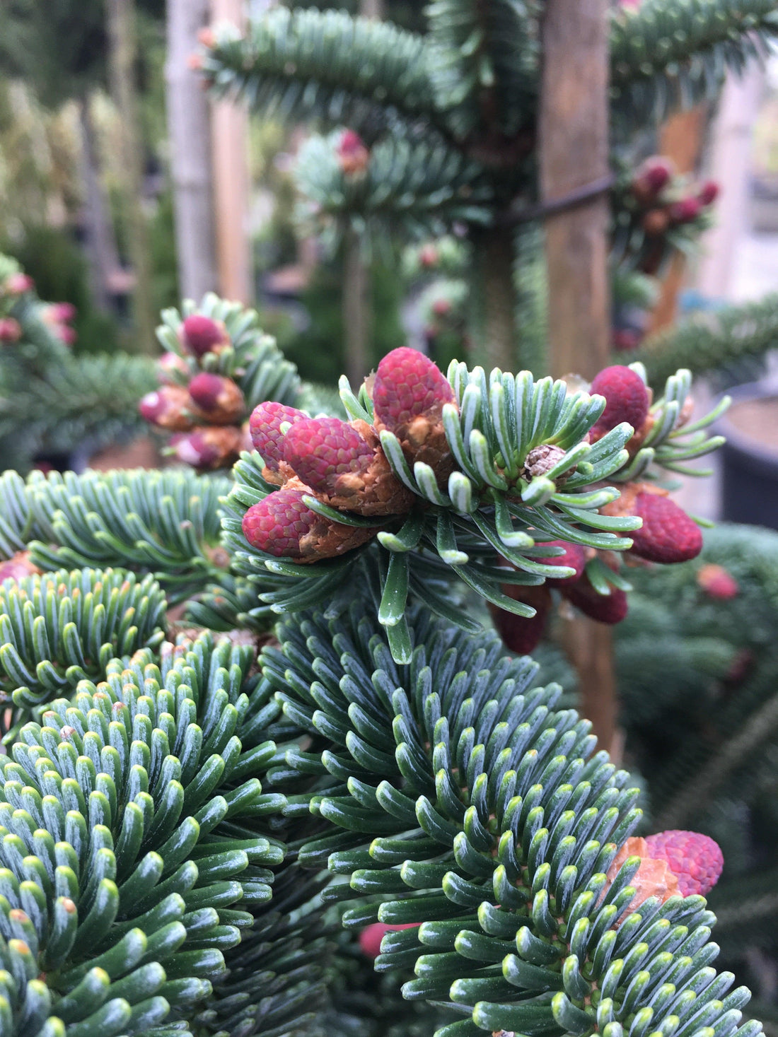 Brad Algerian 1.00 - 1.30 m / Abies numidica / gradina-noastra