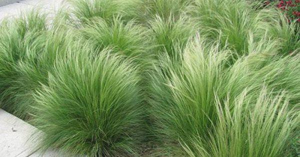 Stipa tenuissima "Pony Tails" Gradina Noastra