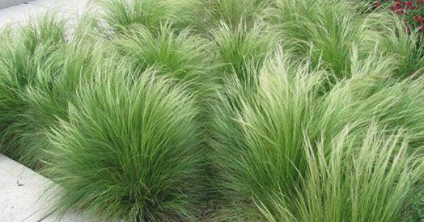 Stipa tenuissima &quot;Pony Tails&quot; Gradina Noastra