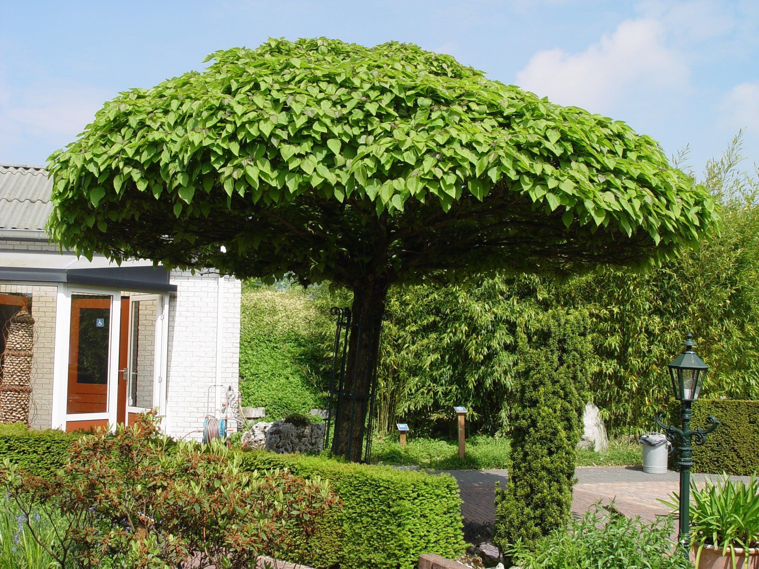 Catalpa Globulara 2.00 - 2.50 m / Catalpa bignonioides Nana / gradina-noastra