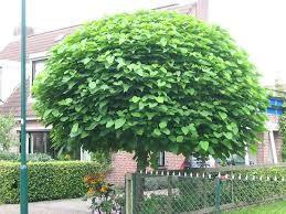 Catalpa Globulara 2.00 - 2.50 m / Catalpa bignonioides Nana / gradina-noastra