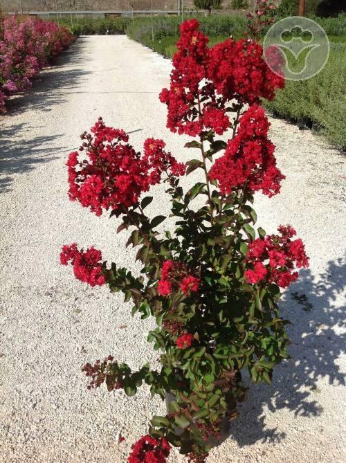 Liliac Indian "Dynamite" 1.00 - 1.20 m / Lagerstroemia Indica "Dynamite" / gradina-noastra