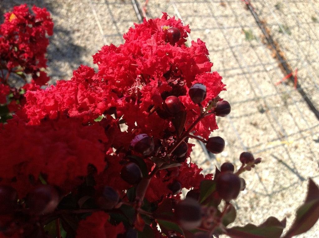 Liliac Indian "Dynamite" 1.00 - 1.20 m / Lagerstroemia Indica "Dynamite" / gradina-noastra