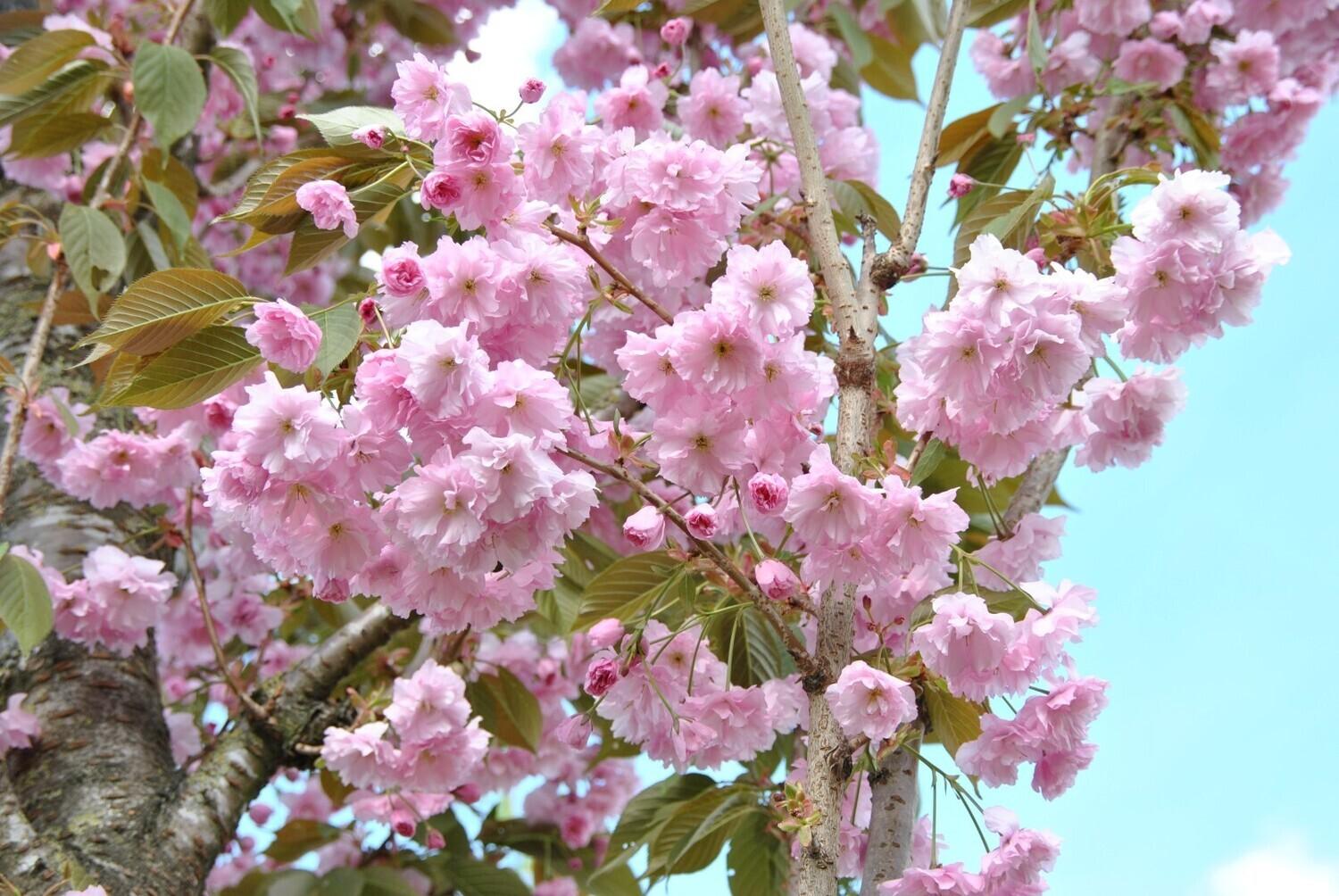 Cires japonez "Kanzan" 2.00 - 2.50 m / Prunus serrulata "Kanzan" / gradina-noastra