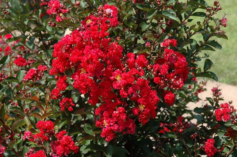 Liliac Indian "Durant Red" arbore 1.70 - 2.00 m / Lagerstroemia Indica "Durant Red"/ gradina-noastra