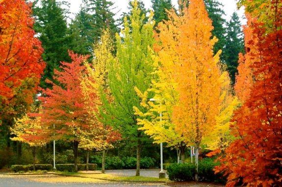 Arborele de guma 3.50 - 4.50 m / Liquidambar styraciflua / gradina-noastra