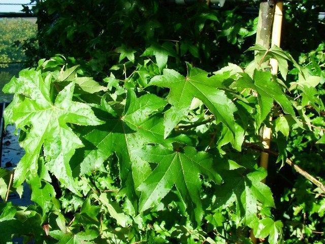 Arborele de guma 3.00 - 3.50 m / Liquidambar styraciflua / gradina-noastra
