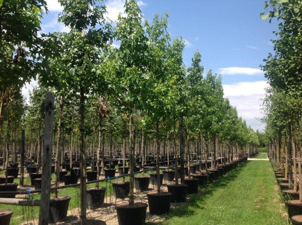 Arborele de guma 3.50 - 4.50 m / Liquidambar styraciflua / gradina-noastra