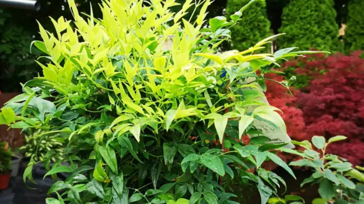 Bambus sfant " Magical " 0.40 - 0.60 m / Nandina domestica "Magical"/ by gradina-noastra