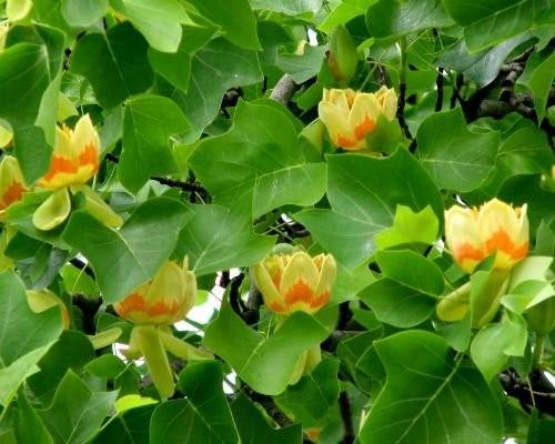 Arborele lalea 3.00 m - 4.00 m / Liriodendron tulipifera / gradina-noastra