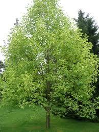 Arborele lalea 3.00 m - 4.00 m / Liriodendron tulipifera / gradina-noastra