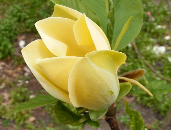 Magnolia galbena "Yellow Bird" 1.20 - 1.50 m / Magnolia x "Yellow Bird" / gradina-noastra
