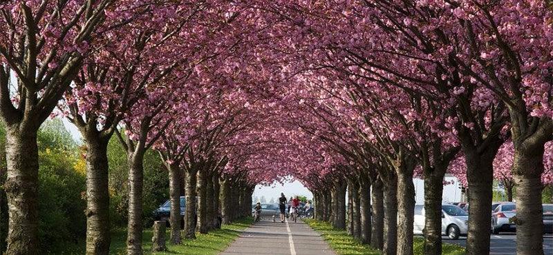 Cires japonez "Royal Burgundy" 2.00 - 2.50 m / Prunus serrulata "Royal Burgundy" / gradina-noastra