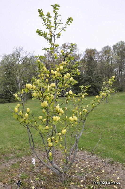 Magnolia galbena "Yellow Bird" 1.20 - 1.50 m / Magnolia x "Yellow Bird" / gradina-noastra