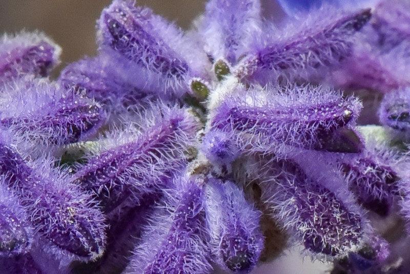 Perovskia atriplicifolia "Blue Spire" Gradina Noastra