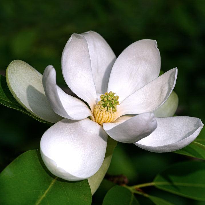 Magnolia virginiana "Glauca" arbore 3.00 - 3.50 m / Magnolia virginiana "Glauca" / gradina-noastra