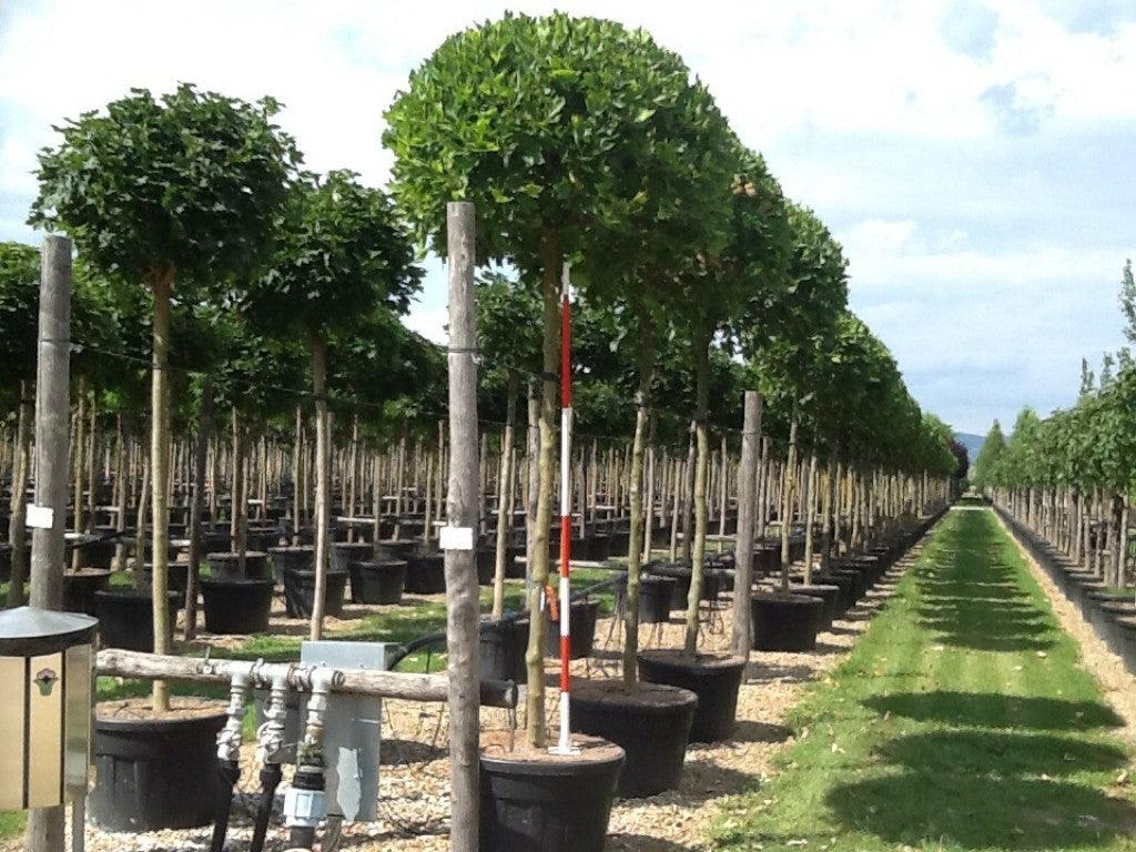 Platan globular "Alphen &
