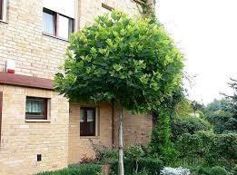 Platan globular "Alphen &