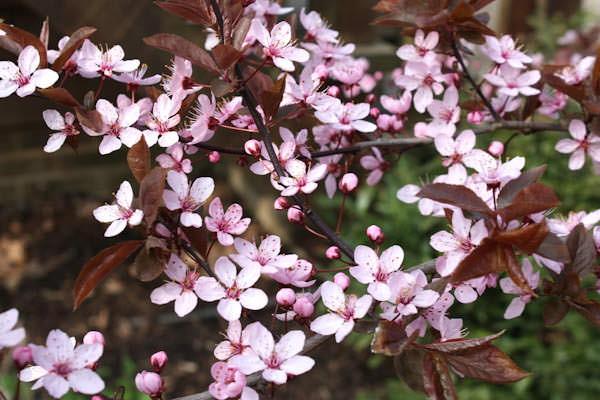 Corcodus roșu "Pissardii" arbore 2.50 - 3.50 m / Prunus cerasifera "Pisardii" / gradina-noastra