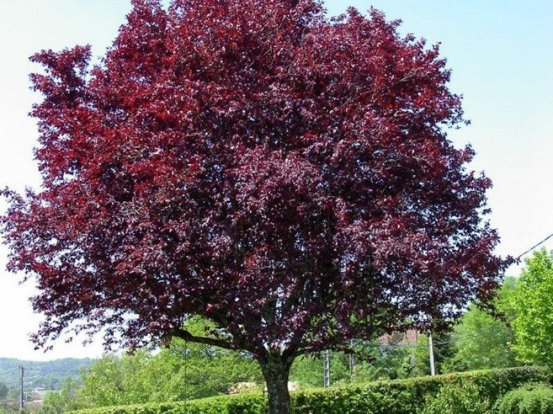 Corcodus roșu "Pissardii" arbore 2.50 - 3.50 m / Prunus cerasifera "Pisardii" / gradina-noastra