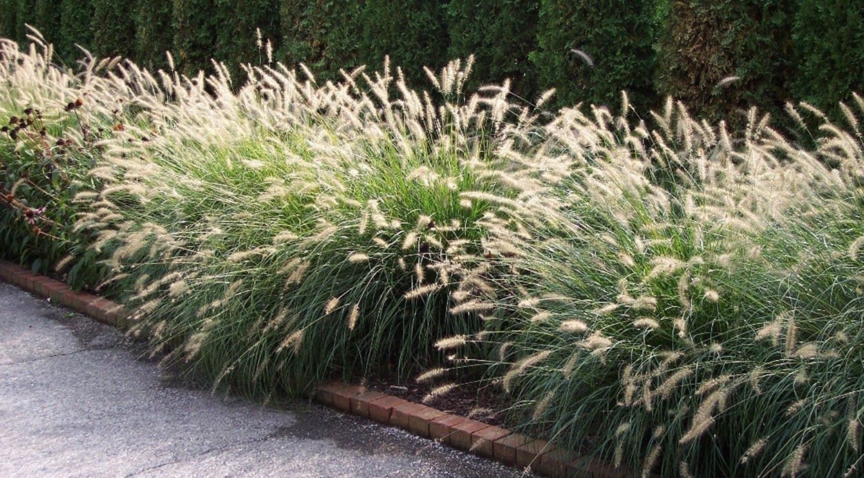 Pennisetum alopecuroides "Little Bunny" 0.10 - 0.20 m by gradina-noastra