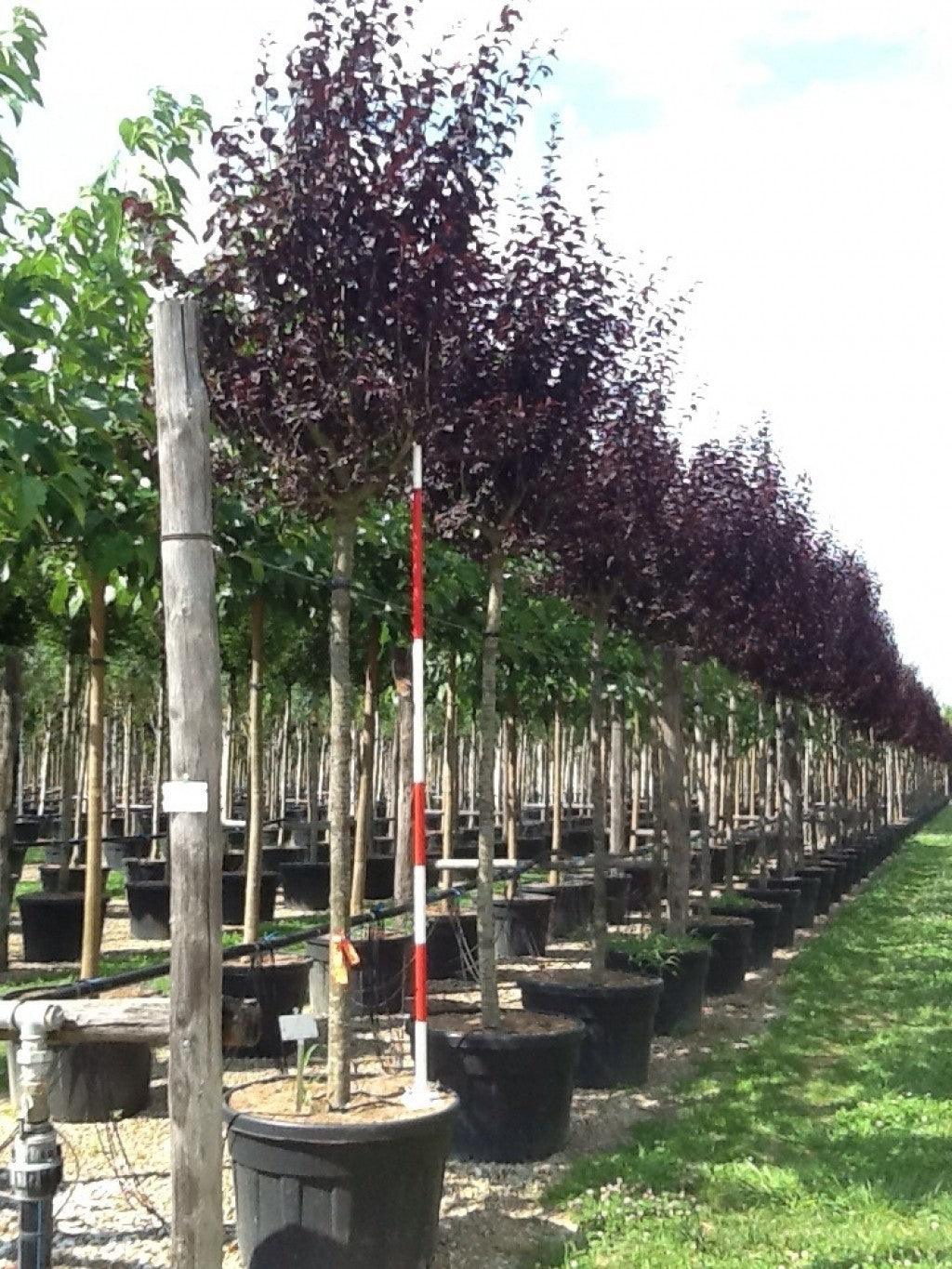 Corcodus roșu "Pissardii" arbore 2.50 - 3.50 m / Prunus cerasifera "Pisardii" / gradina-noastra