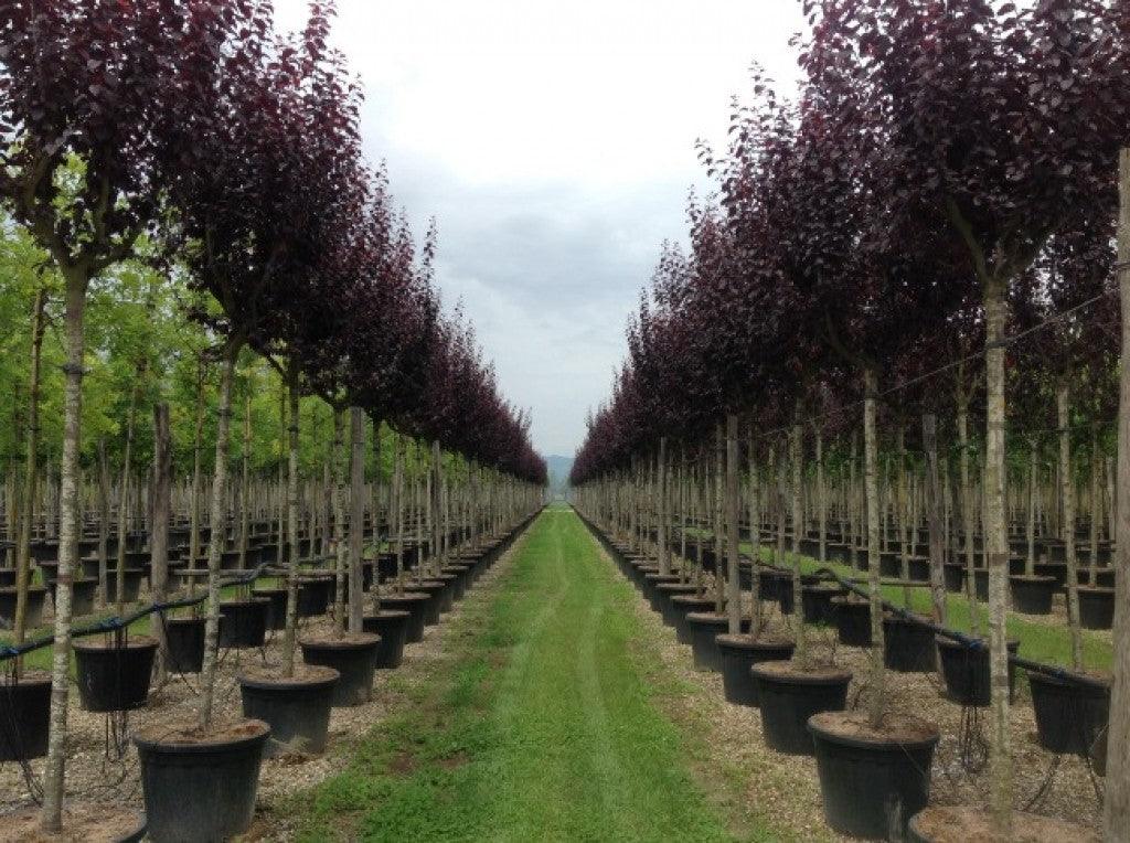 Corcodus roșu "Pissardii" arbore 2.50 - 3.50 m / Prunus cerasifera "Pisardii" / gradina-noastra