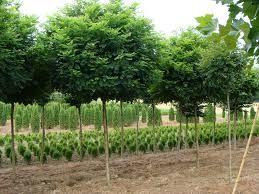 Salcam Globular 3.00 - 3.50 m / Robinia pseudoacacia "Umbraculifera"/ gradina-noastra