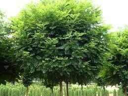 Salcam Globular 3.00 - 3.50 m / Robinia pseudoacacia "Umbraculifera"/ gradina-noastra