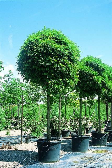 Salcam Globular 3.00 - 3.50 m / Robinia pseudoacacia "Umbraculifera"/ gradina-noastra