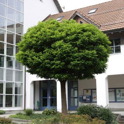 Salcam Globular 3.00 - 3.50 m / Robinia pseudoacacia "Umbraculifera"/ gradina-noastra