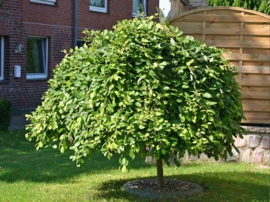 Salcie capreasca "Kilmarnock" 1.40 - 1.60 m / Salix caprea "Kilmarnock" / gradina-noastra