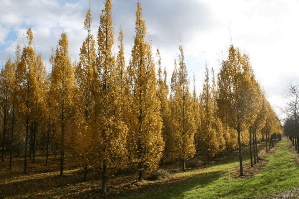 Carpen columnar 1.50 - 2.00 m / Carpinus betulus "Fastigiata"/ gradina-noastra