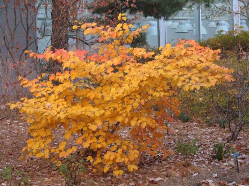 Nucul vrajitoarelor "Jelena" 0.80 - 1.20 m / Hamamelis x intermedia"Jelena"/ gradina-noastra