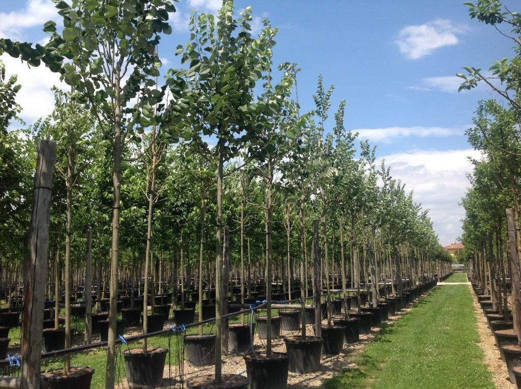 Tei pucios "Greenspire" 3.00 - 3.50 m / Tilia cordata "Greenspire" / gradina-noastra