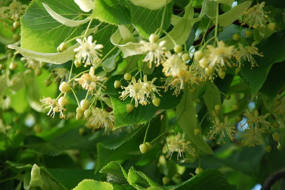 Tei pucios "Greenspire" 3.00 - 3.50 m / Tilia cordata "Greenspire" / gradina-noastra