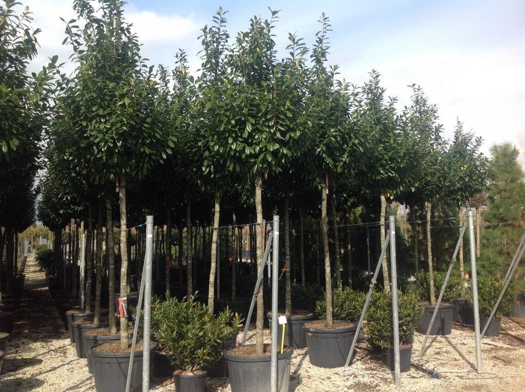 Laur englezesc "Novita" 3.00 - 4.00 m / Prunus laurocerasus" Novita"/ gradina-noastra