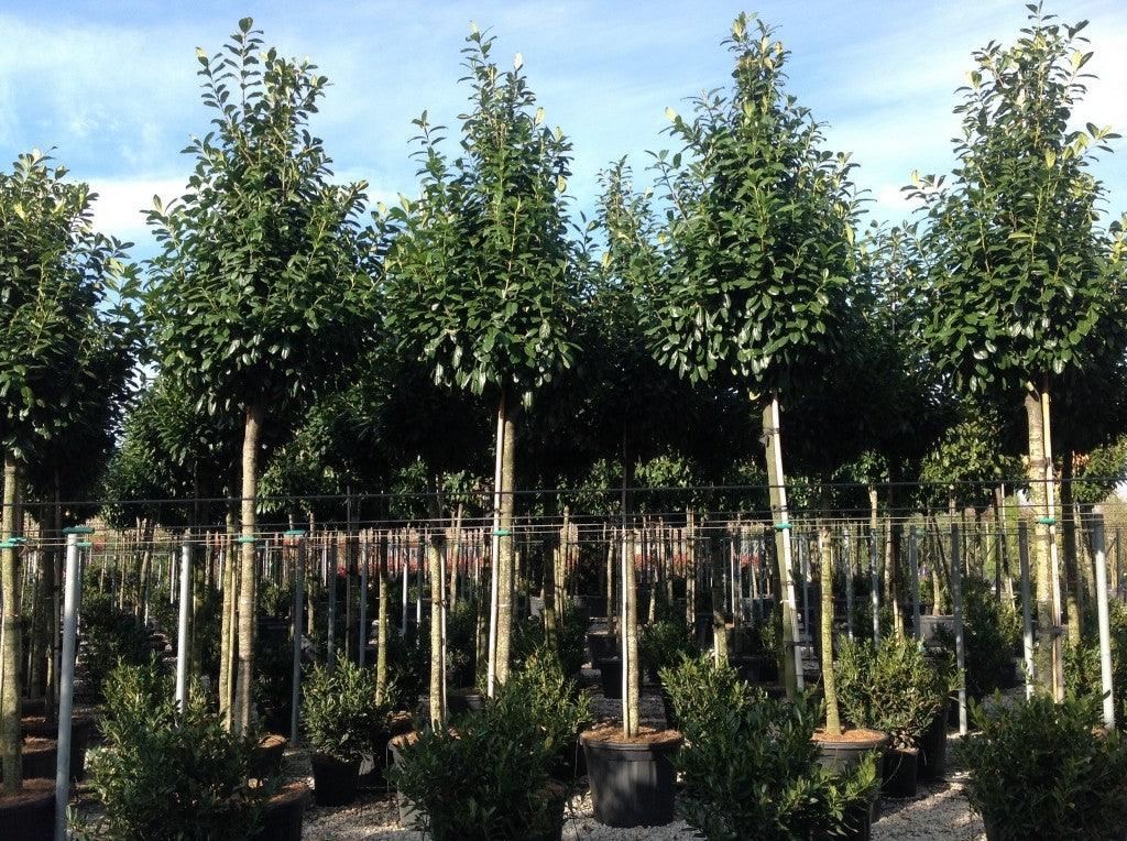 Laur englezesc "Novita" 3.00 - 4.00 m / Prunus laurocerasus" Novita"/ gradina-noastra