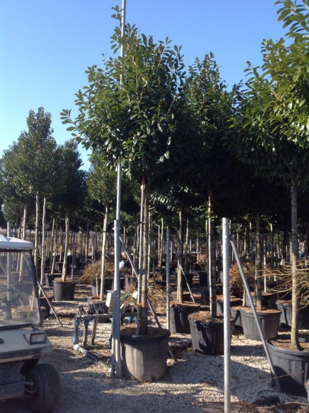 Laur englezesc "Novita" 3.00 - 4.00 m / Prunus laurocerasus" Novita"/ gradina-noastra