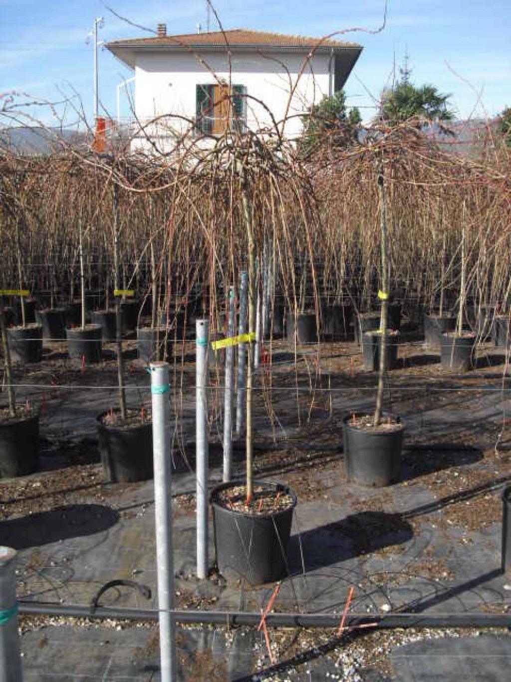 Salcie capreasca "Kilmarnock" 1.40 - 1.60 m / Salix caprea "Kilmarnock" / gradina-noastra