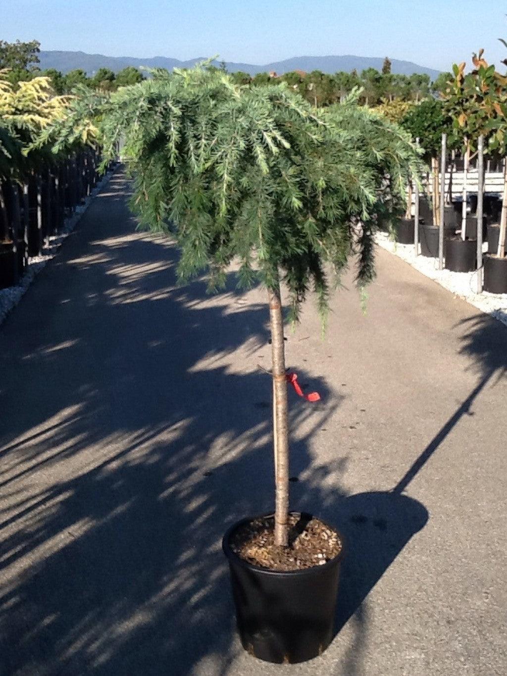 Cedru de Himalaya "Feelin Blue" 1.50 - 1.80 m / Cedrus deodora "Feelin Blue"/ gradina-noastra
